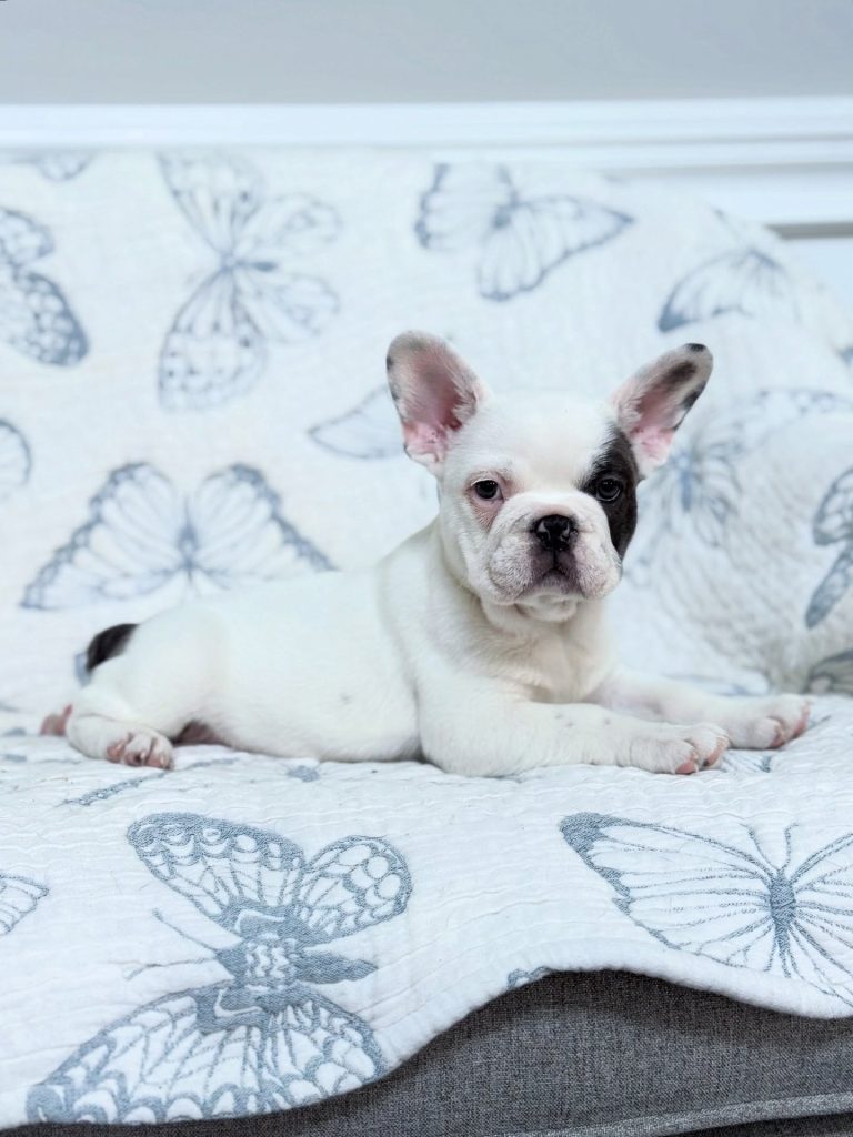 frenchiez bulldog